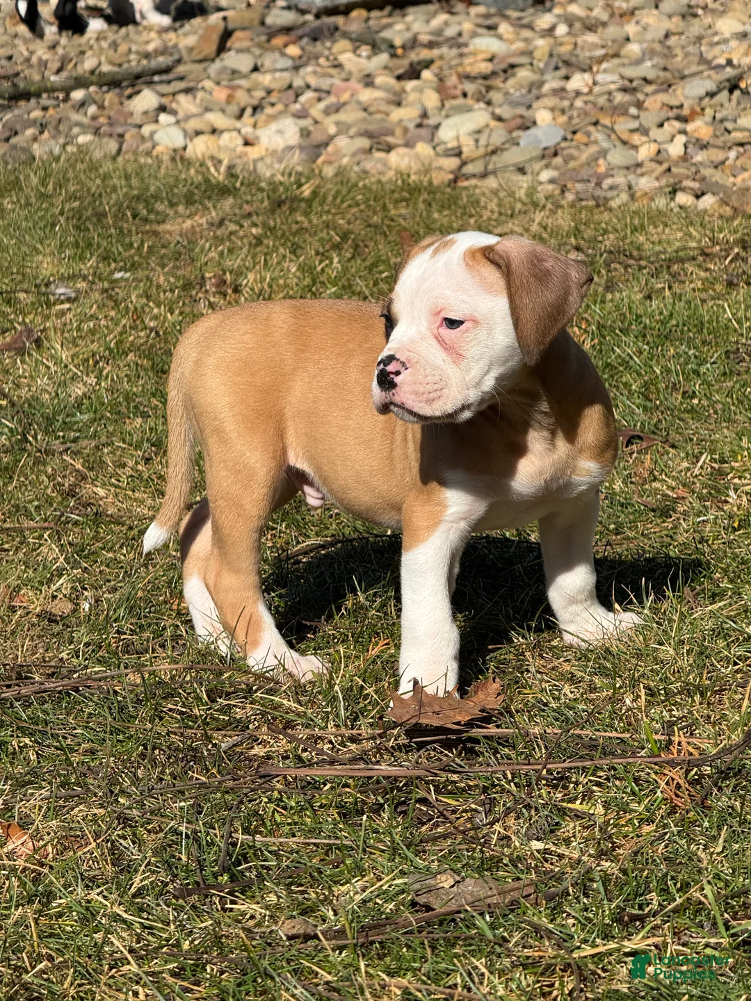 Alapaha Blue Blood Bulldog dogs for sale: BEA Bradley - Ad 2