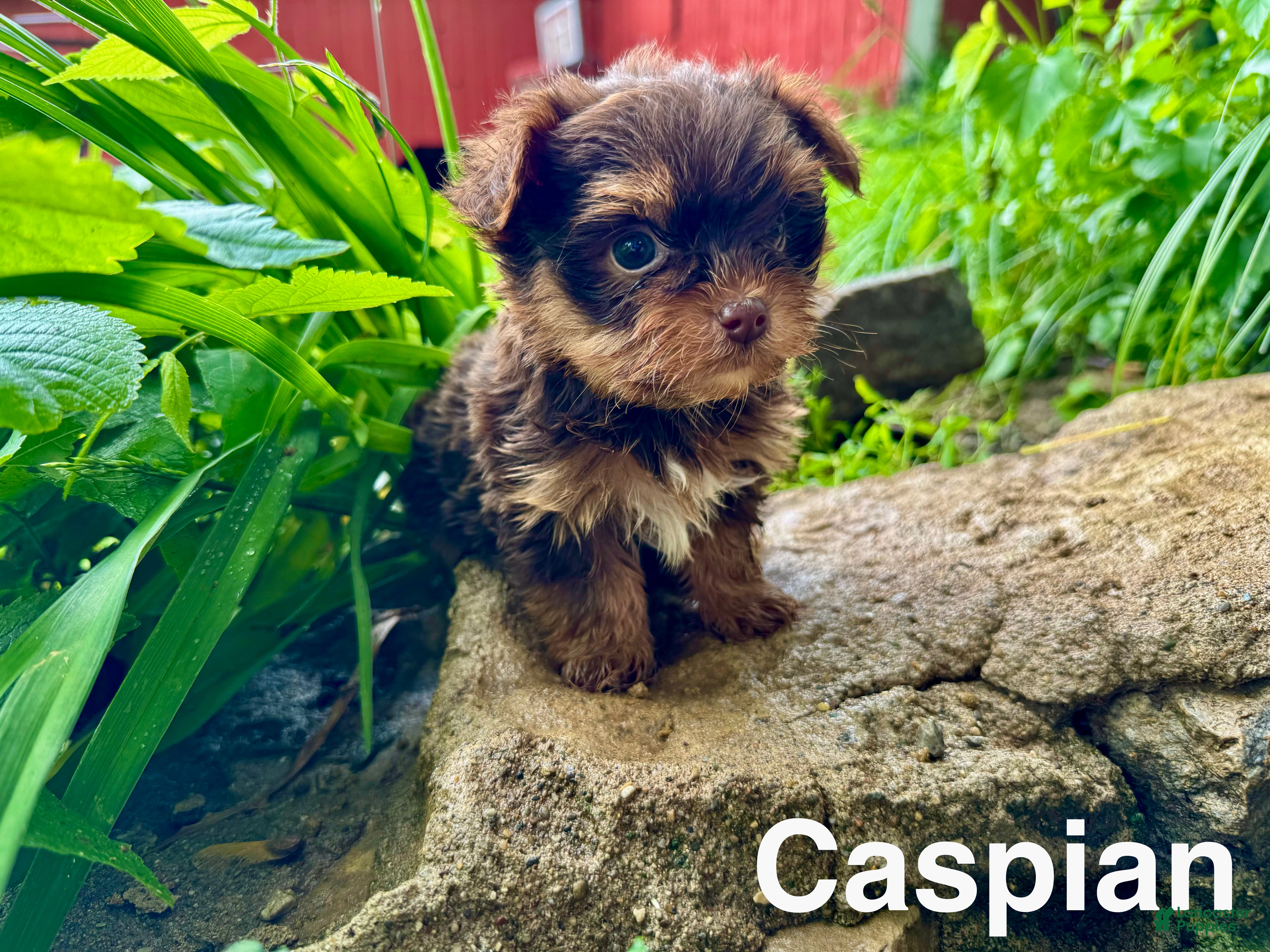 Yorkshire Terrier dogs for sale: Caspian - Ad 3
