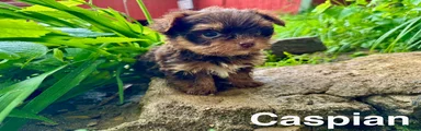 Caspian