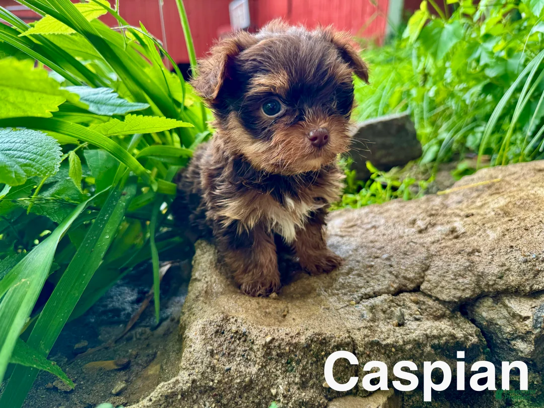 Yorkshire Terrier dogs for sale: Caspian - Ad 1