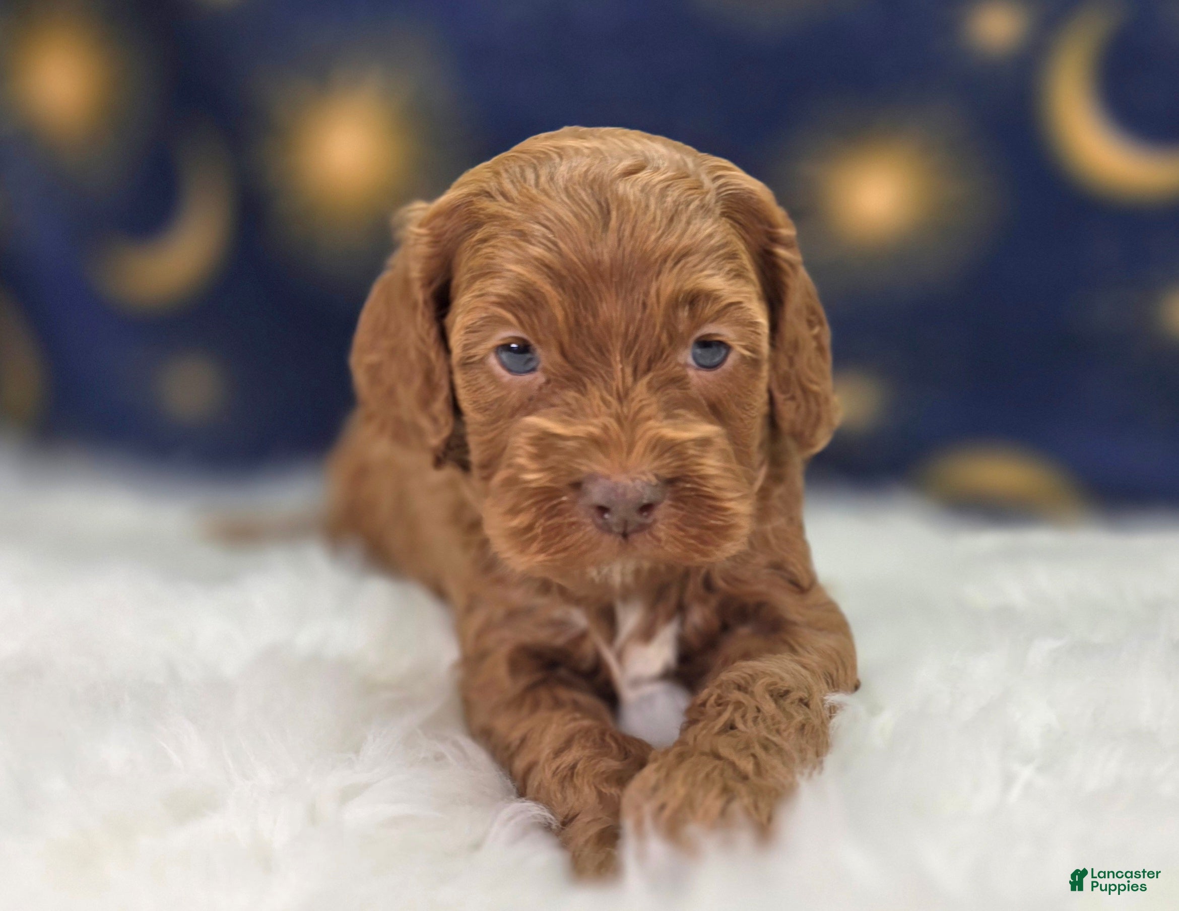 Cockapoo dogs Rime - Ad 27