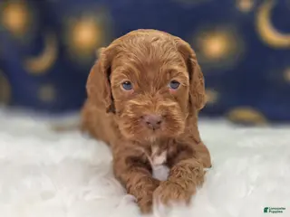 Cockapoo dogs Rime - Ad 26