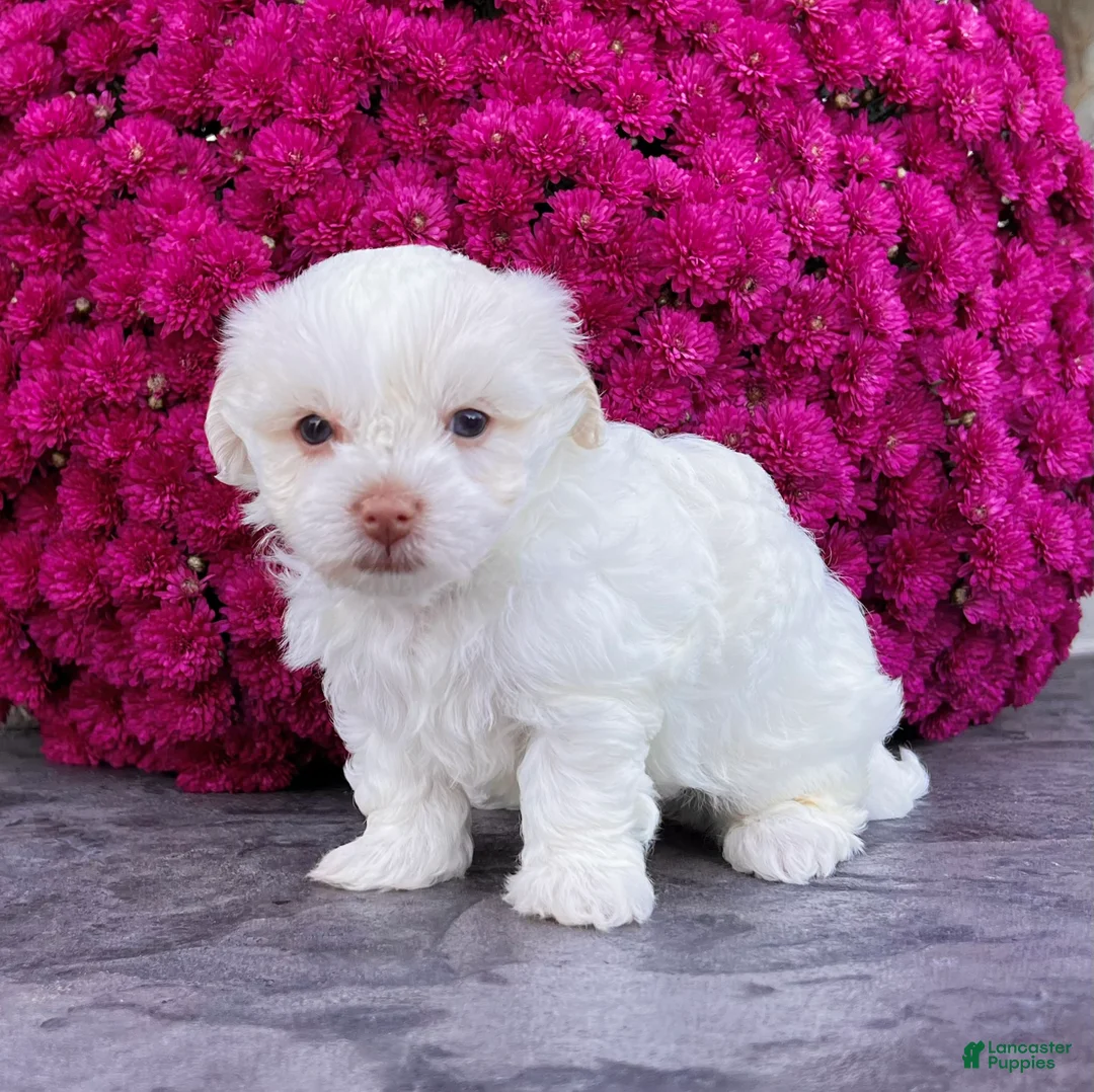 Havanese dogs for sale: Angie - Ad 2