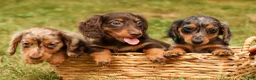 Miniature Dachshund dogs for sale: BAILEY - Ad 18
