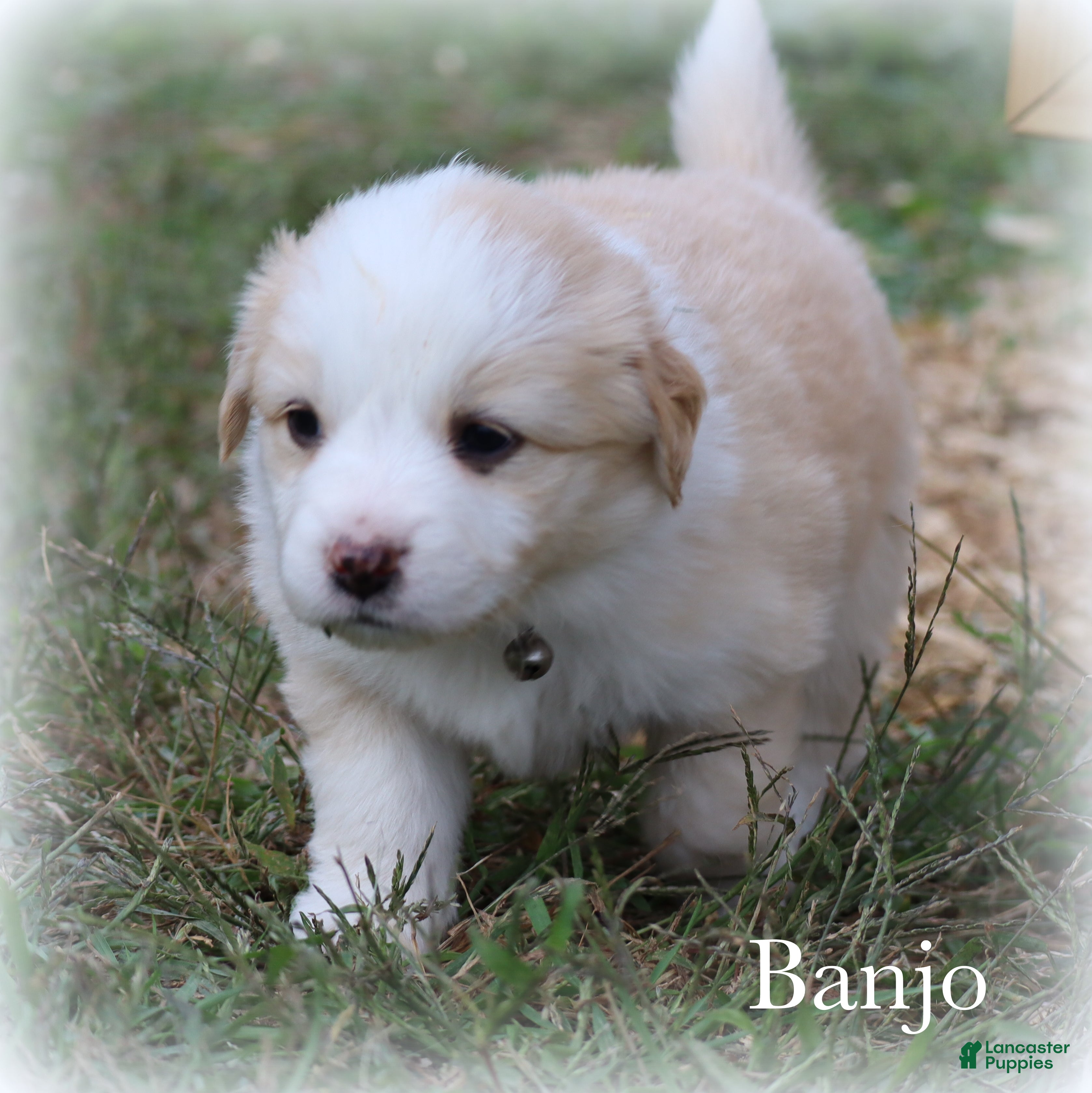 Miniature Australian Shepherd dogs Banjo - Ad 2