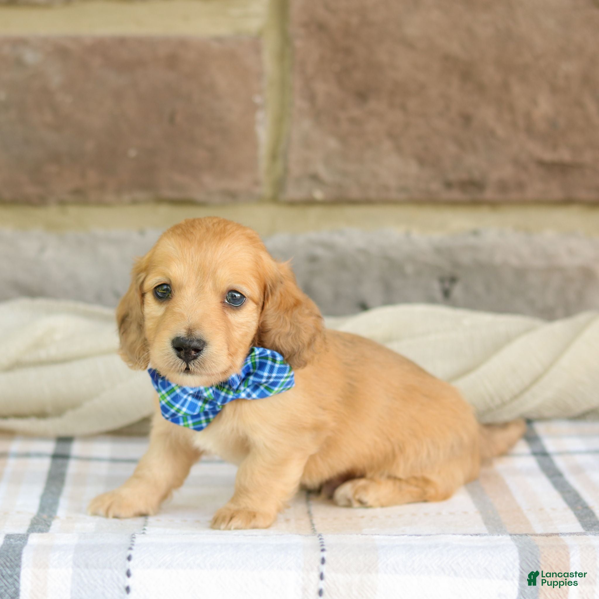 Miniature Dachshund dogs Pepper - Ad 2