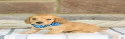 Miniature Dachshund dogs for sale: Pepper - Ad 2