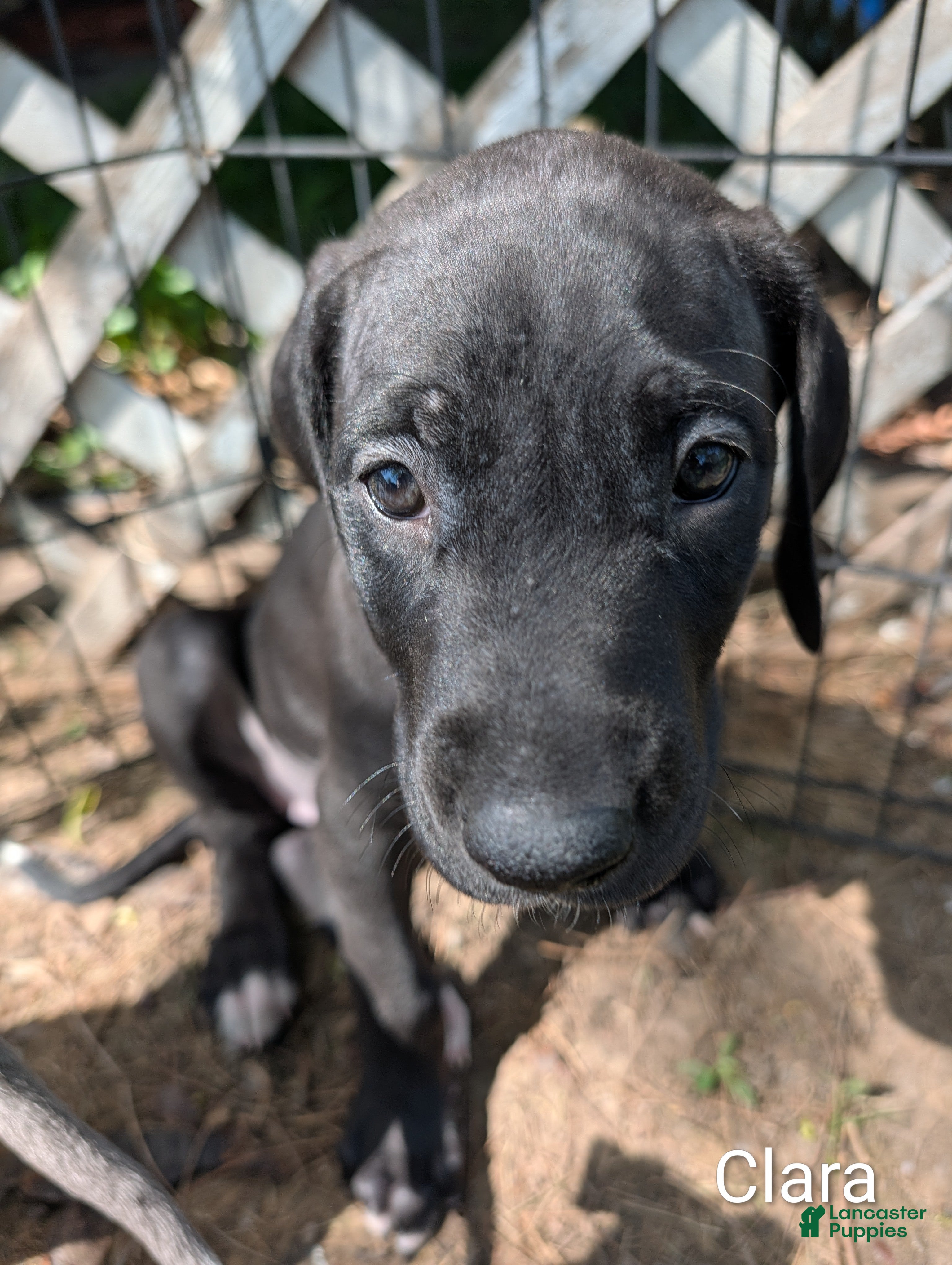 Great Dane dogs Clara - Ad 30