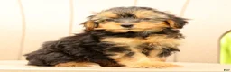Morkie dogs for sale: Delaney - Ad 7