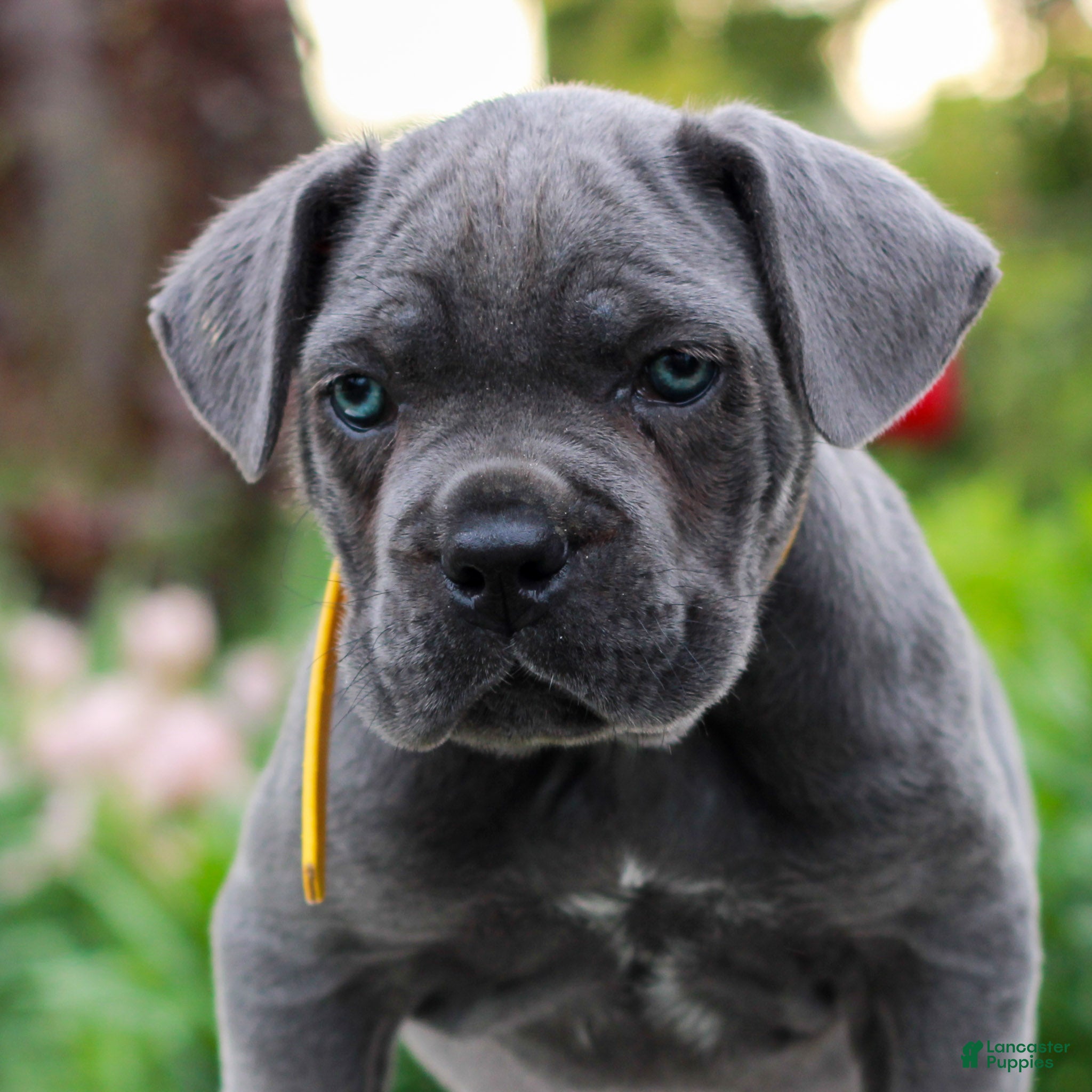 Cane Corso dogs for sale: Fallon  - Ad 3