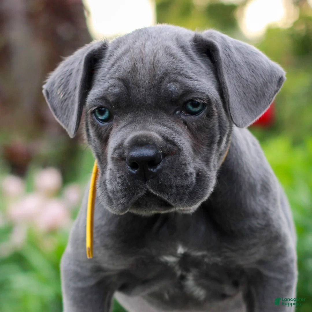 Cane Corso dogs for sale: Fallon  - Ad 1