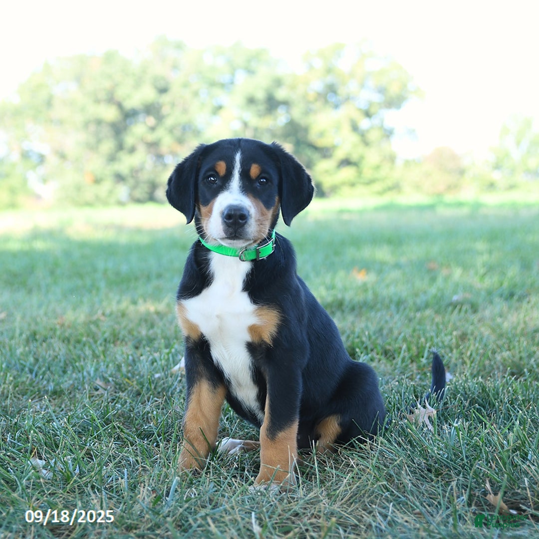Doberman Swiss Mountain Dog Mix Sounds Greater Swiss Mountain Dog Puppies  For Sale Lancaster Puppies, image size:1080x1080