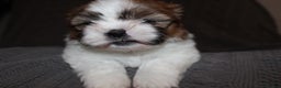 Shih Tzu dogs for sale: Lucy - Ad 3