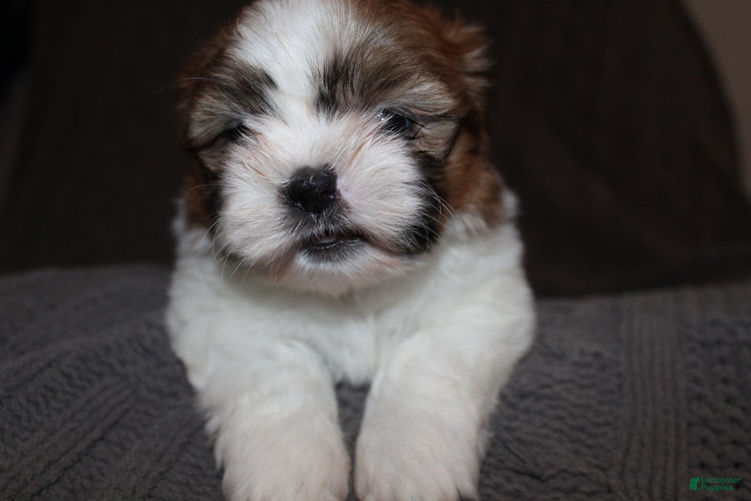 Shih Tzu dogs for sale: Lucy - Ad 3