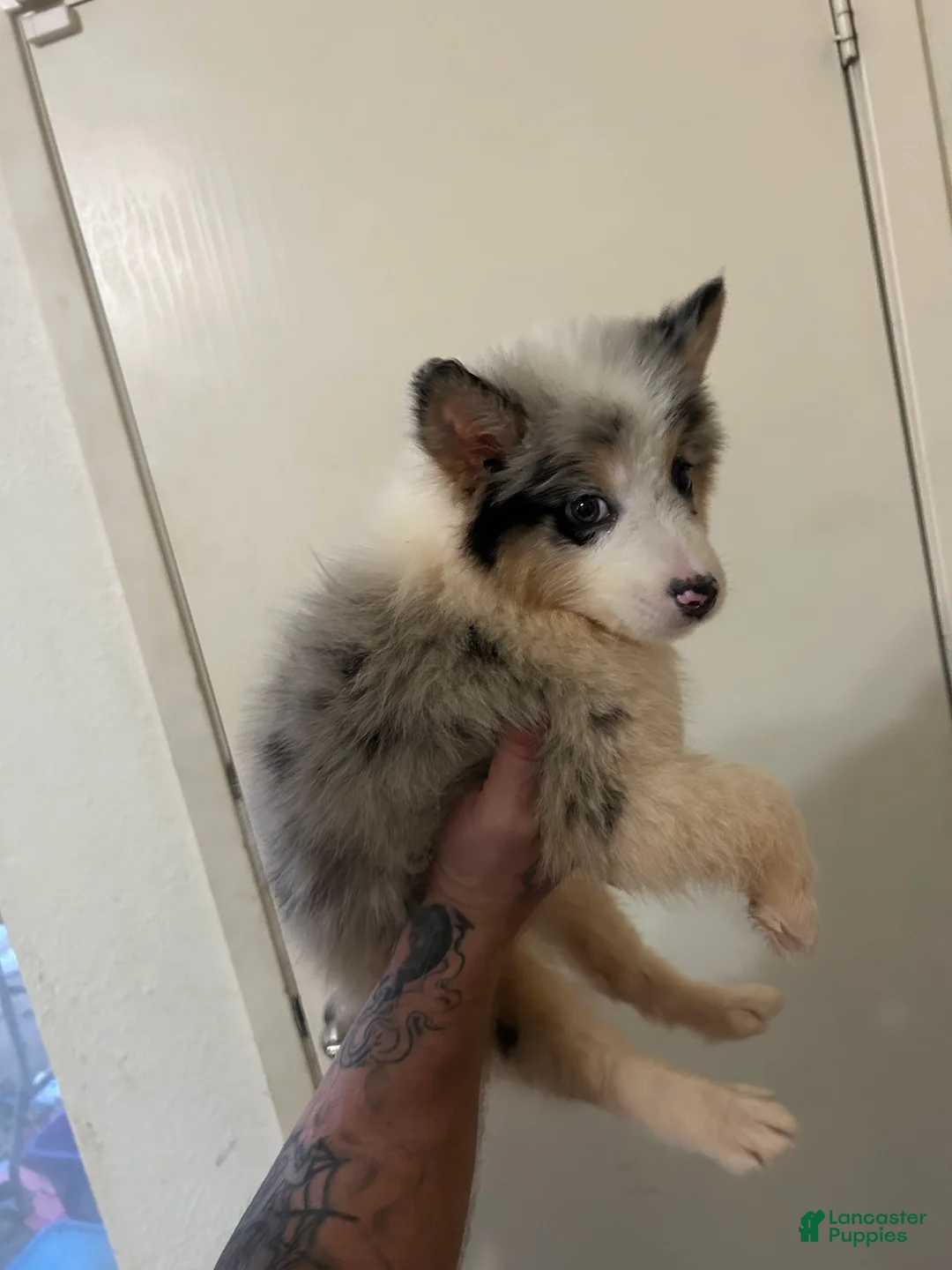 Australian Shepherd dogs for sale: Hulk - Ad 2