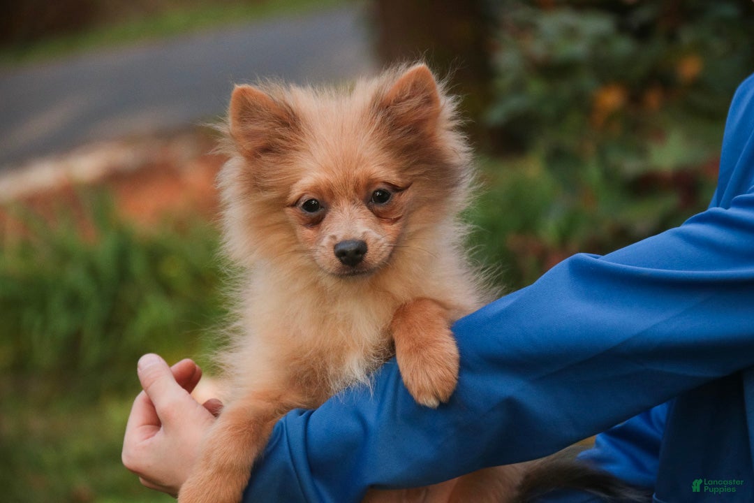 Pomeranian dogs for sale: Berlioz Pomeranian  - Ad 1