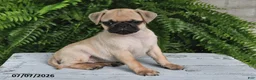 Pug dogs for sale: Ellie - Ad 3
