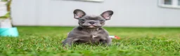 French Bulldog dogs for sale: Ollie - Ad 12
