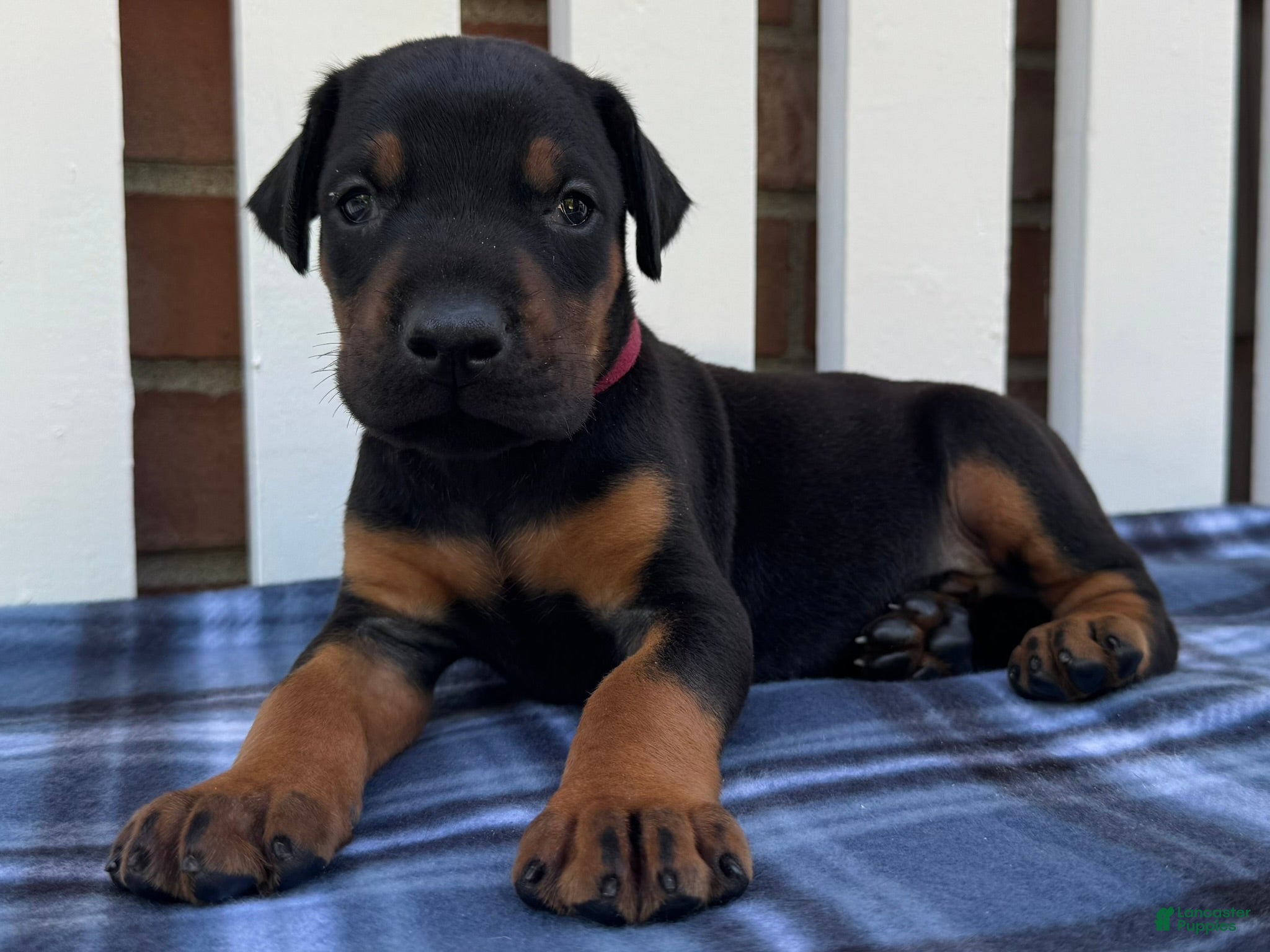 Doberman Pinscher dogs Zeus - Ad 2
