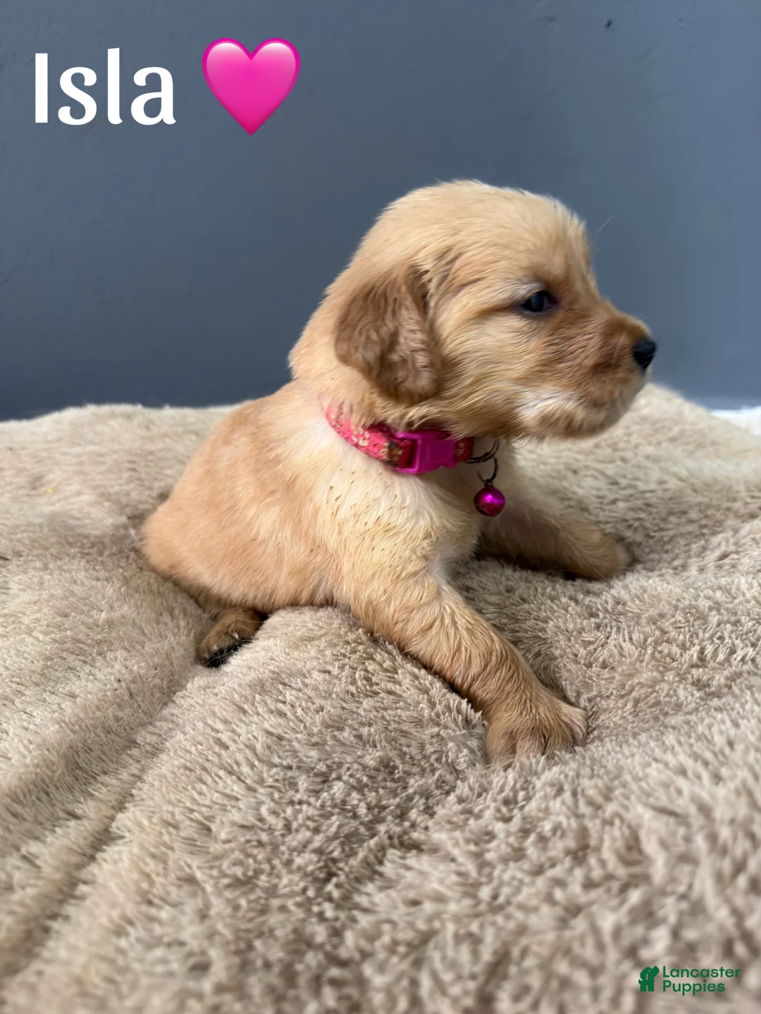 Golden Retriever dogs for sale: Isla 🩷 - Ad 1