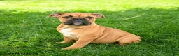 English Bulldog dogs for sale: Eleanor - Ad 1