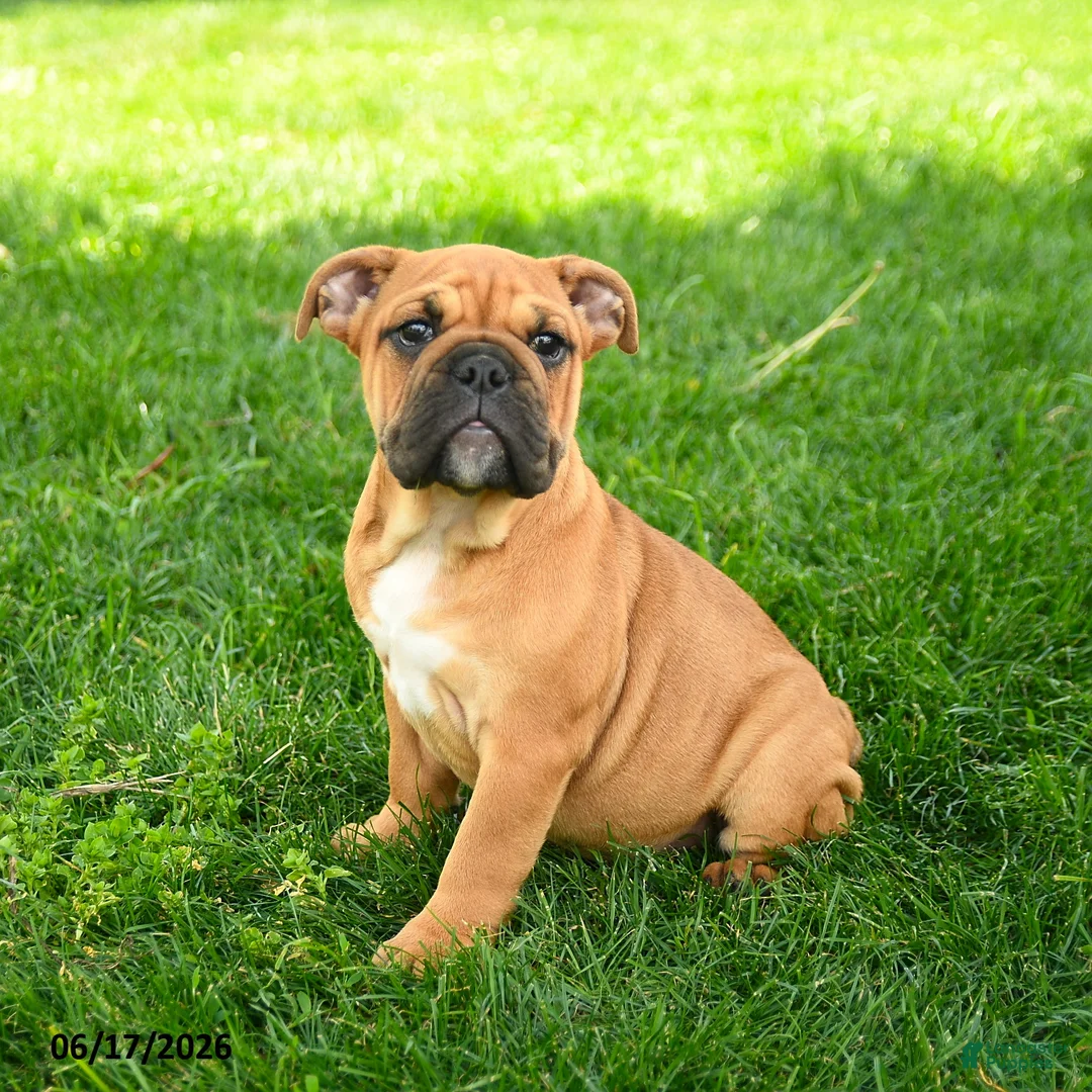 English Bulldog dogs for sale: Eleanor - Ad 1