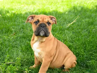English Bulldog dogs for sale: Eleanor - Ad 2