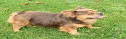 French Bulldog dogs for sale: Buster - Ad 9