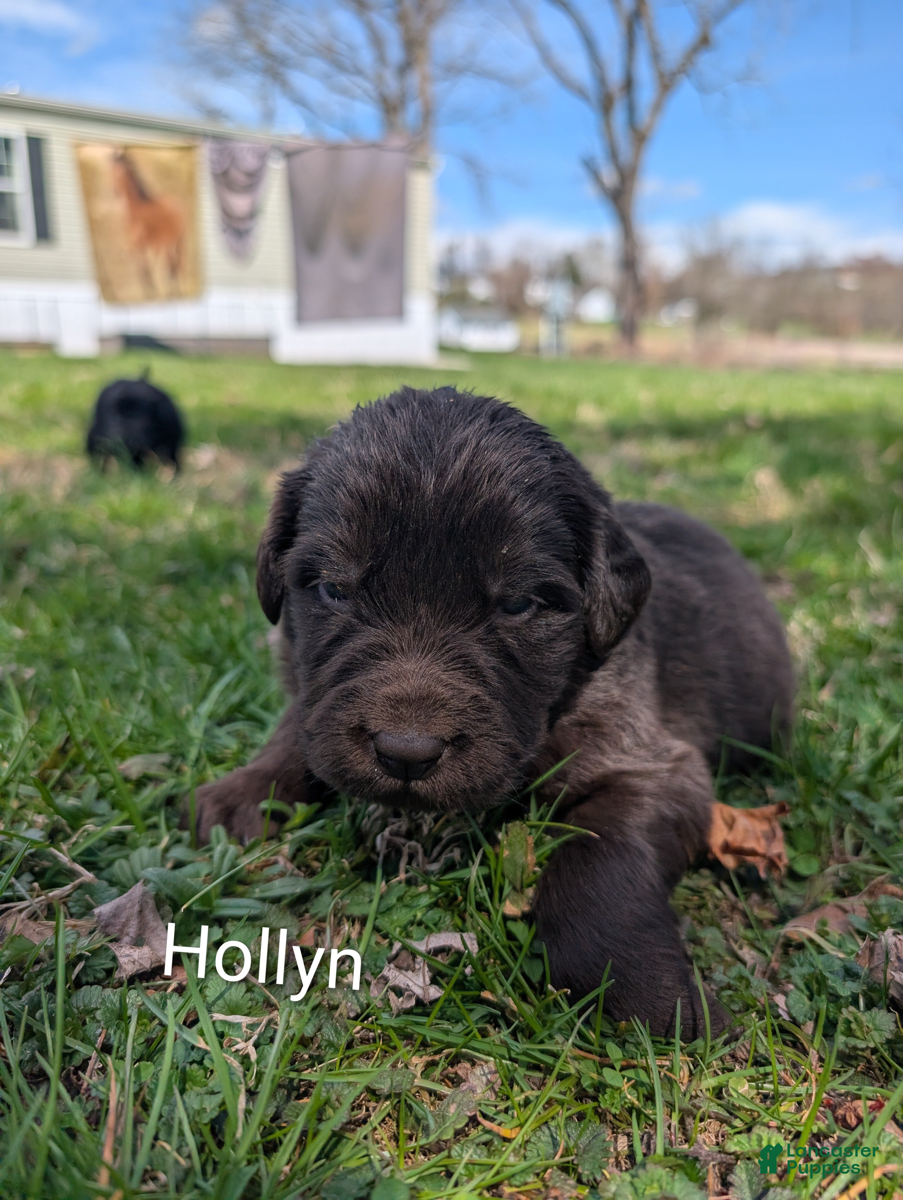 Newfoundland dogs Hollyn - Ad 29