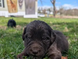 Newfoundland dogs Hollyn - Ad 27