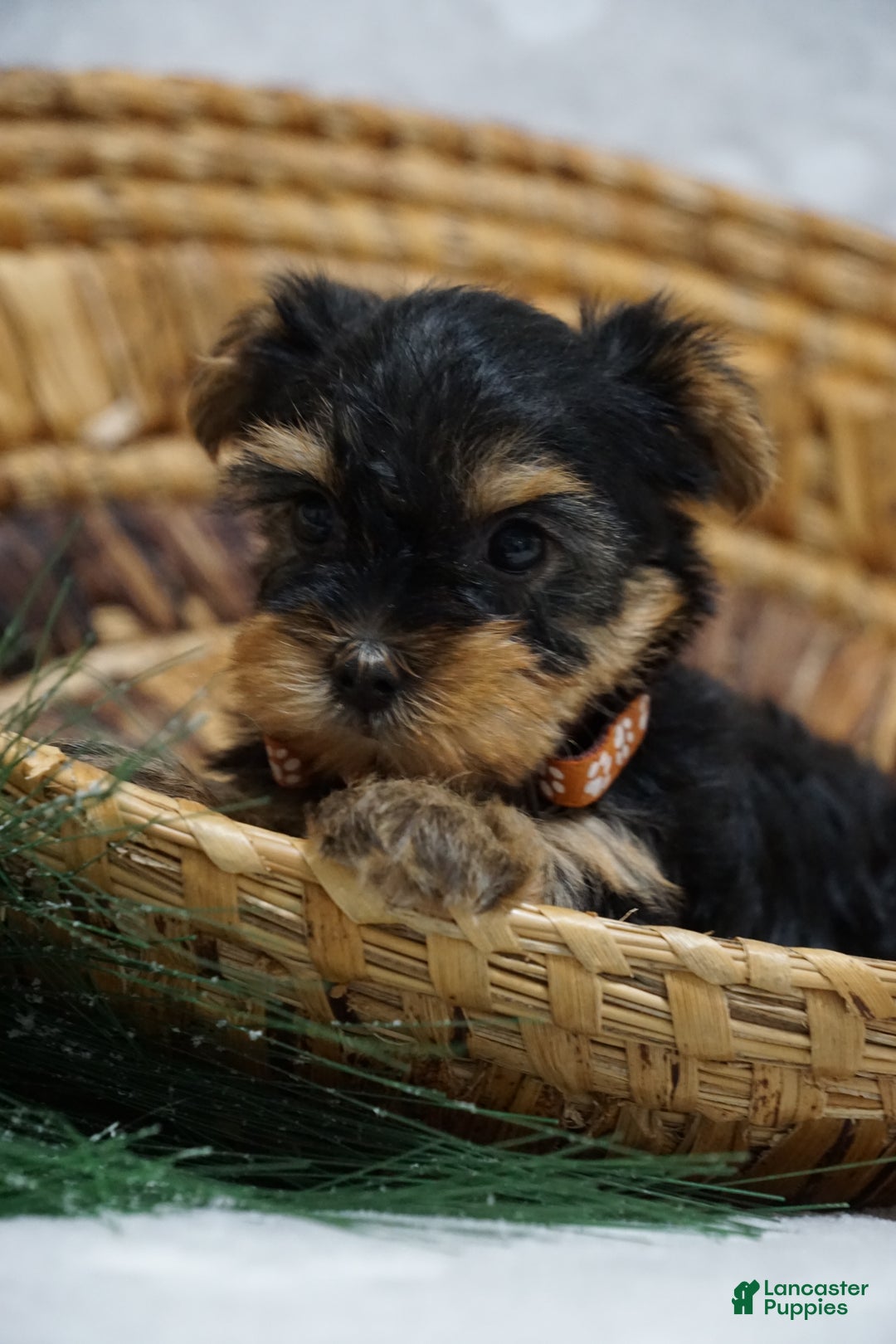 Yorkshire Terrier dogs for sale: Daisy - Ad 3