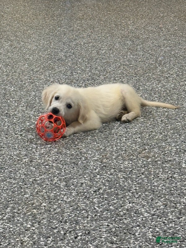 Golden Retriever dogs Daisy - Ad 2