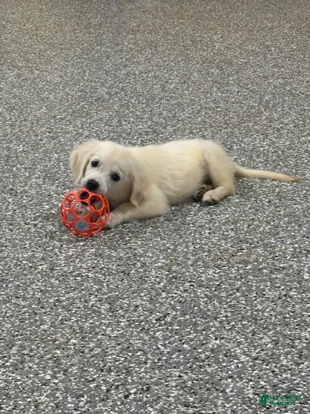 Golden Retriever dogs for sale: Daisy - Ad 2