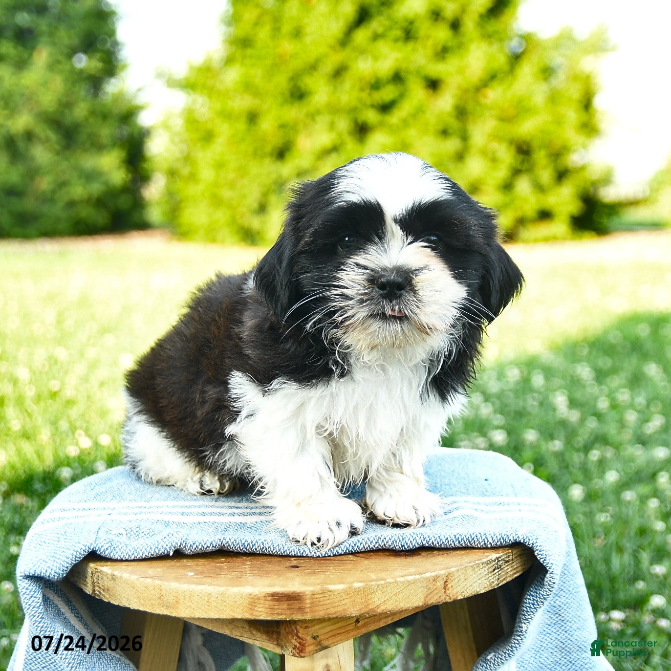Shih Tzu dogs Sunny  - Ad 2