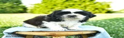 Shih Tzu dogs for sale: Sunny  - Ad 2