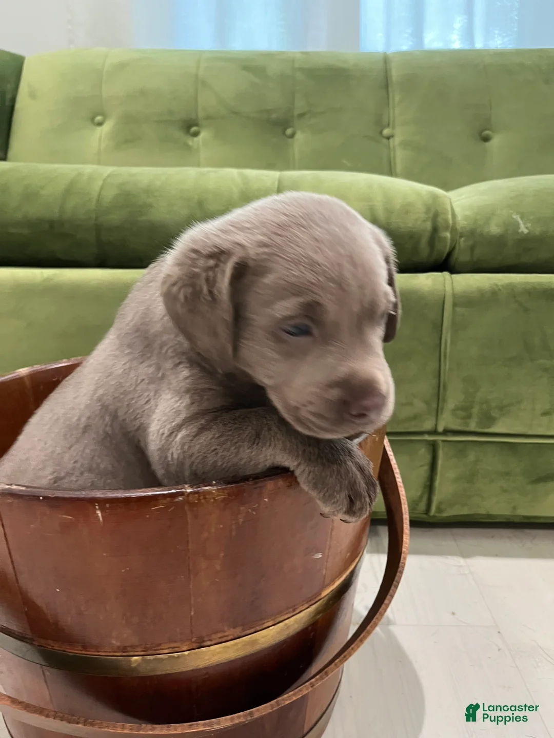 Labrador Retriever dogs for sale: Betty - Ad 2
