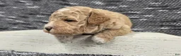 Miniature Poodle dogs for sale: Teddy  - Ad 10
