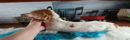 Miniature Dachshund dogs for sale: Sugar pies blue eyed white boy. Hand delivery  - Ad 3