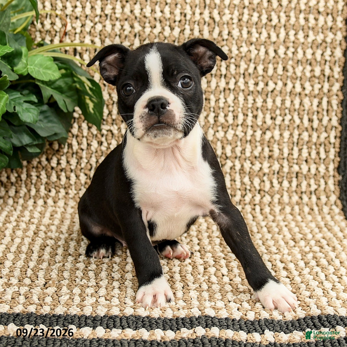 Boston Terrier dogs for sale: Bria - Ad 2