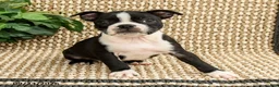 Boston Terrier dogs for sale: Bria - Ad 2