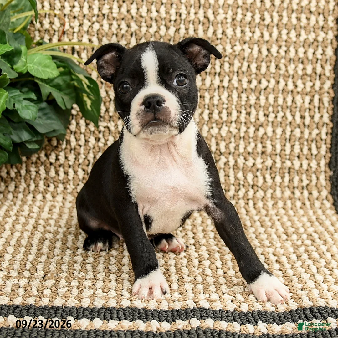 Boston Terrier dogs for sale: Bria - Ad 2