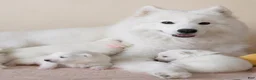 Samoyed dogs for sale: Mona - Ad 6