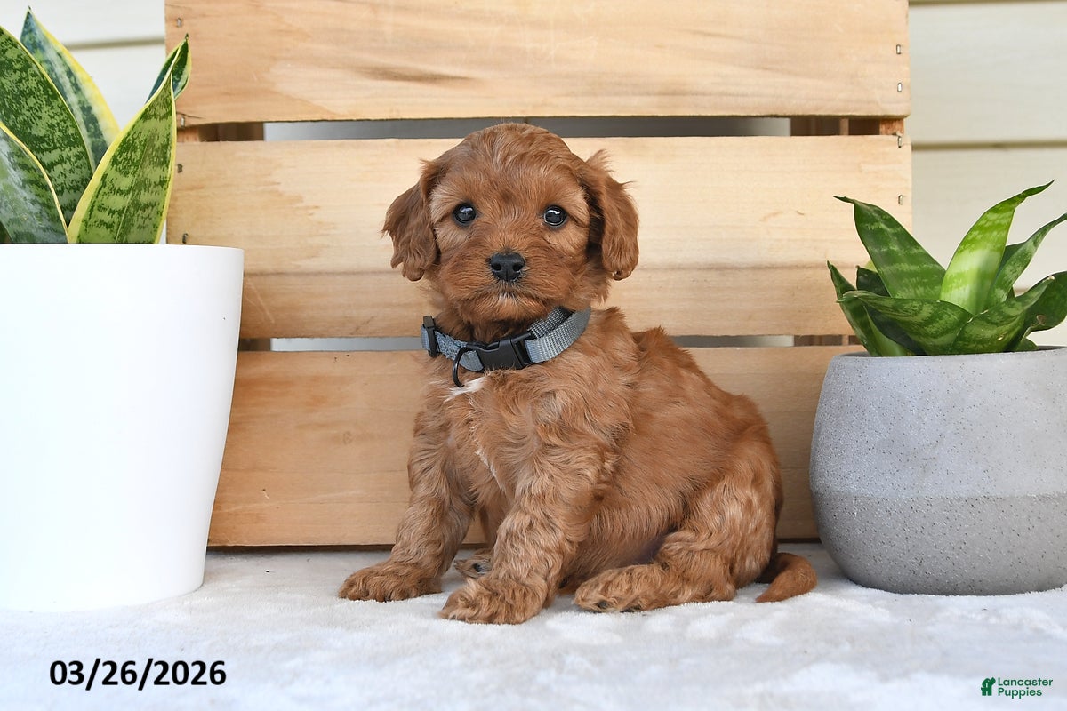 Cavapoo dogs Star - Ad 2