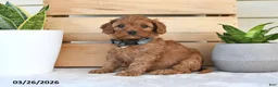 Cavapoo dogs for sale: Star - Ad 2