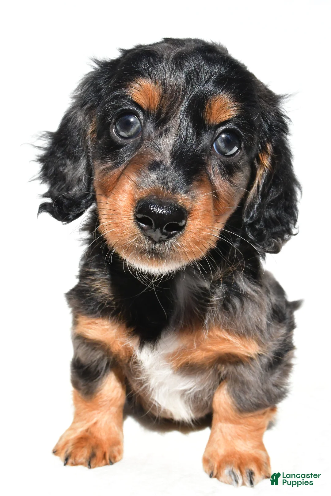 Dachshund dogs for sale: Molly - Ad 9