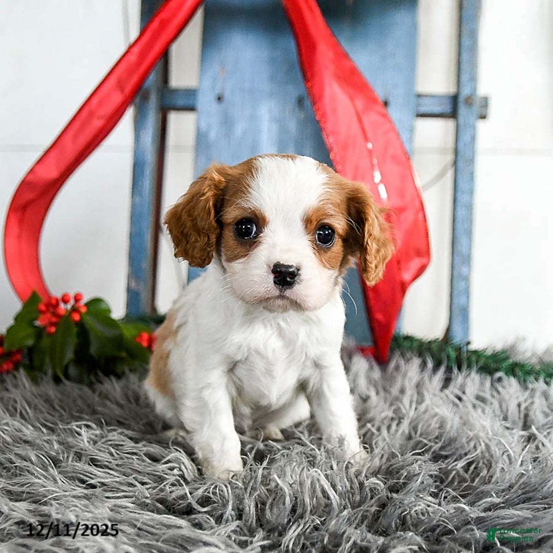Cavalier King Charles Spaniel dogs for sale: Jasper - Ad 3
