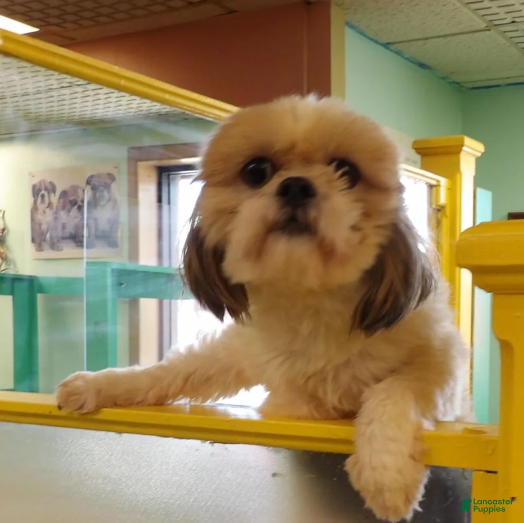 Teddy Bear dogs for sale: Ruth - Ad 1