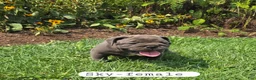 Olde English Bulldogge dogs for sale: Sky - Ad 6