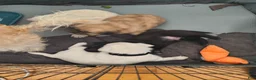Mixed Breed dogs for sale: Baby Kit - Ad 5