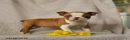 Boston Terrier dogs for sale: Daffodile - Ad 3